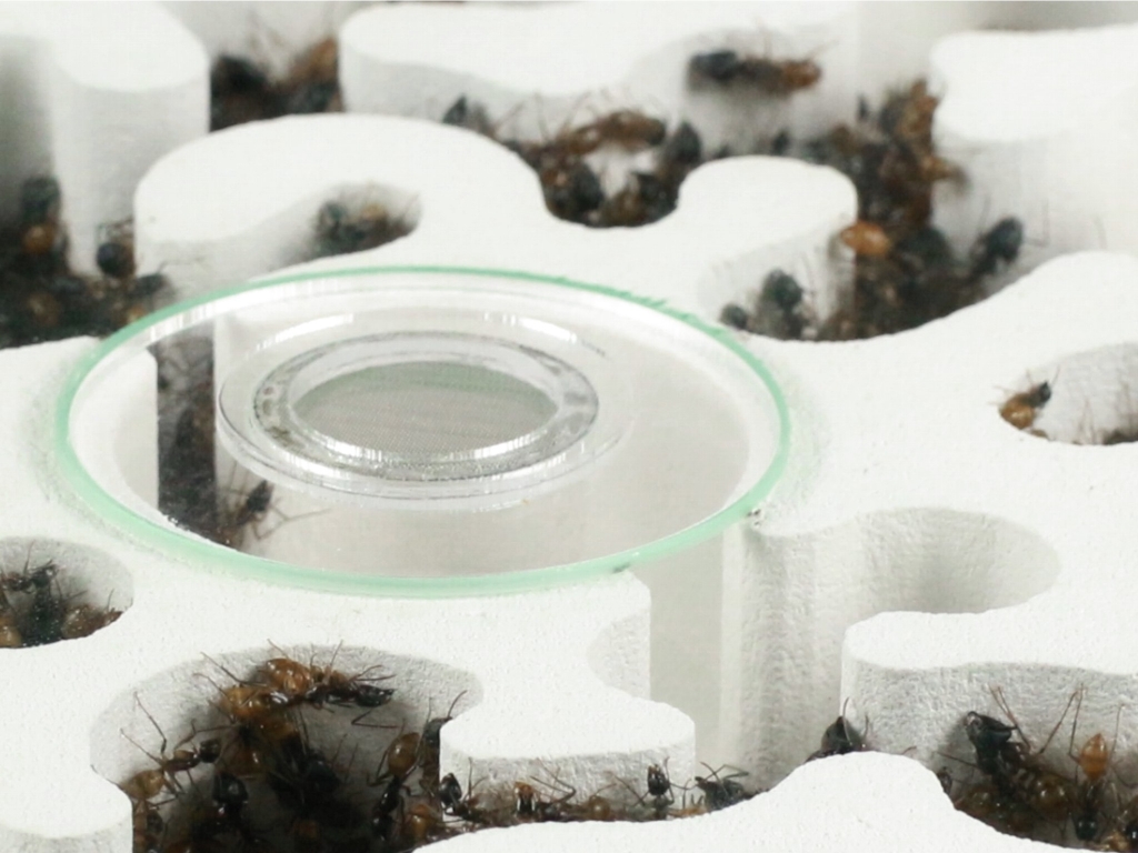 ANTCUBE - gypsum nest 30x30 - lying